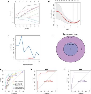Identification of ferroptosis-related genes as potential diagnostic biomarkers for diabetic nephropathy based on bioinformatics
